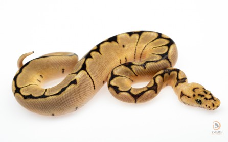 (GHI) Spider Spotnose Clown