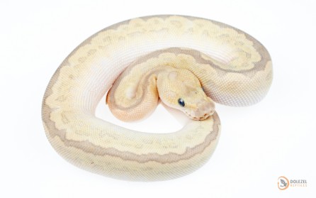 GHI Bamboo Clown