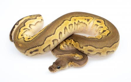 Cinnamon Mojave Clown