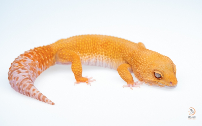 Mandarin Tangerine Rainwater Albino poss het NDBE