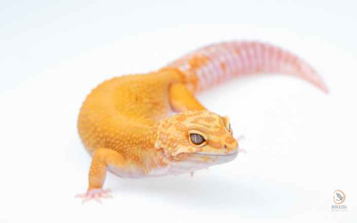 Mandarin Tangerine Rainwater Albino poss het NDBE