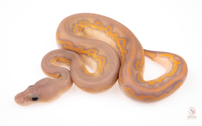 Black Head Cinnamon Banana Clown 