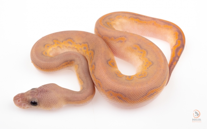 Black Head Cinnamon Banana Clown (female maker)