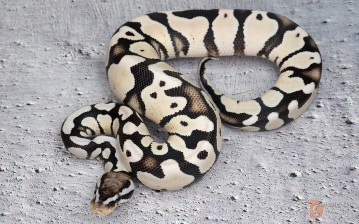 VPI Axanthic Desert Ghost