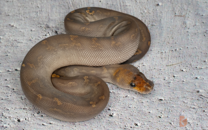 PARADOX Black Head GHI Mojave Clown