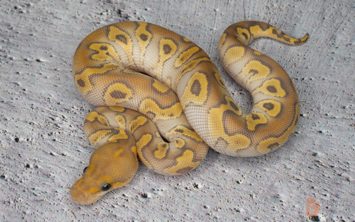Mojave Hypo Clown