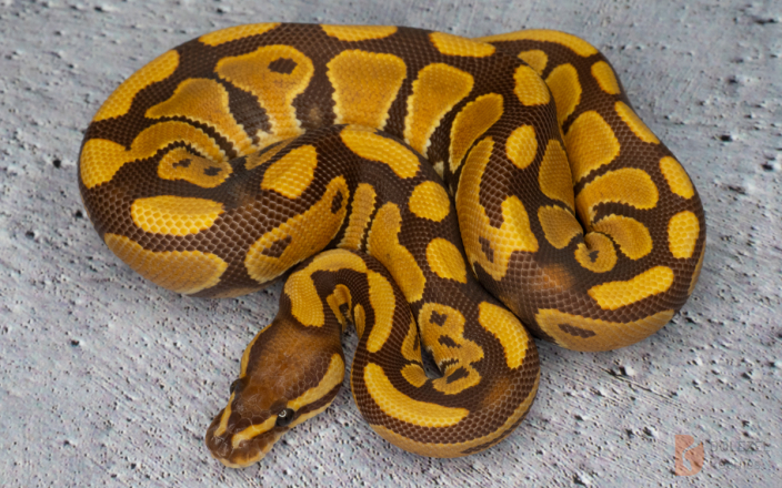 Monarch hetero Clown 66% hetero Genetic Stripe