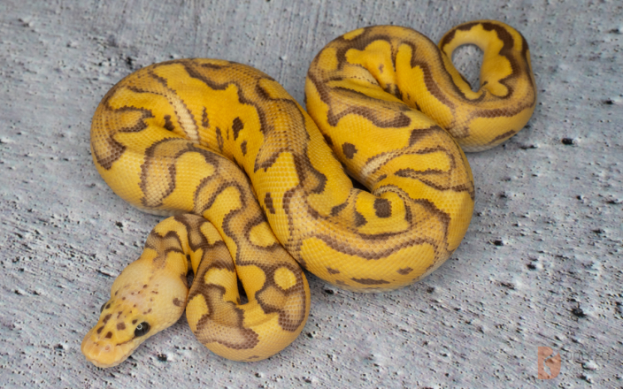 Pastel Monarch Clown 66% hetero Genetic Stripe