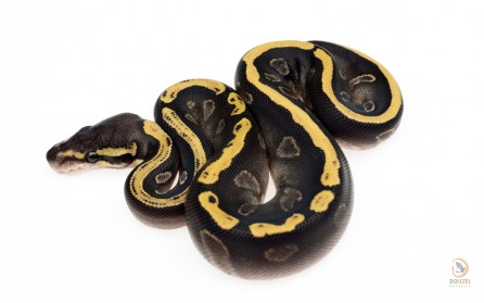 Ball python collection